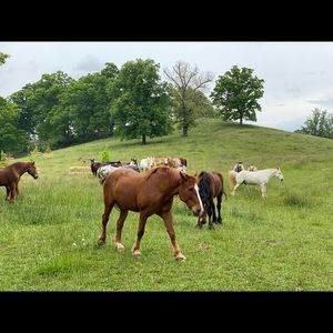 Meet your Posher, Ellen